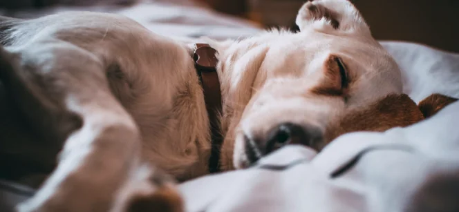 Far felice il cane, secondo consiglio